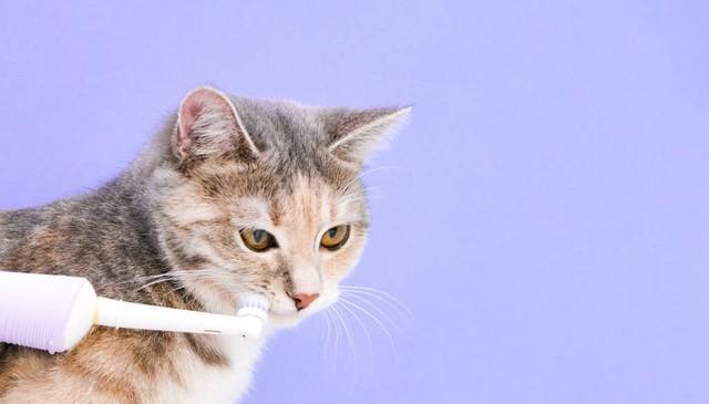 猫咪舔了人用的牙膏咋办