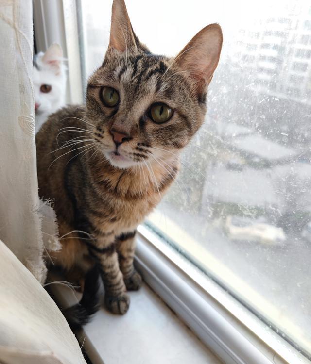 猫咪两岁相当于人类的几岁？