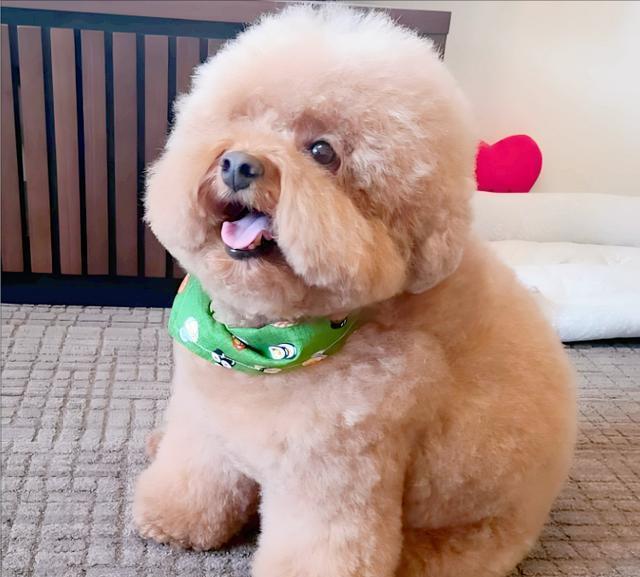 泰迪之所以养的人越来越多，只因这7个原因，看完你心动了吗？