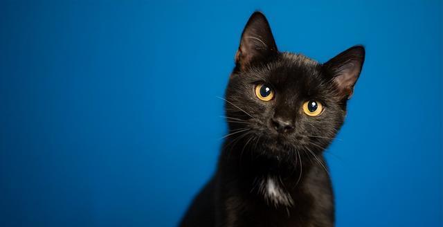 猫咪真的能感知主人生病吗？它们担心的表现有哪些？