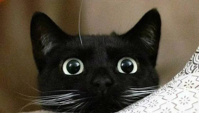 那只自己钻进猫包，被宠物猫驱赶也不离开的流浪猫，终于有家了