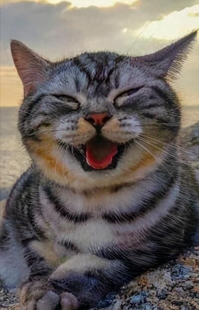 猫咪不给“亲和抱”咋整？几招教你轻松俘获它