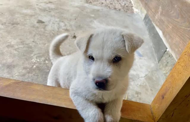 为什么农村的狗能吃剩菜剩饭，宠物狗却吃狗粮？狗粮是智商税吗？