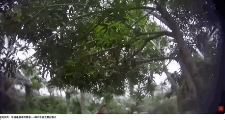 英国纪录片背后的21世纪恐怖人祭(图6)