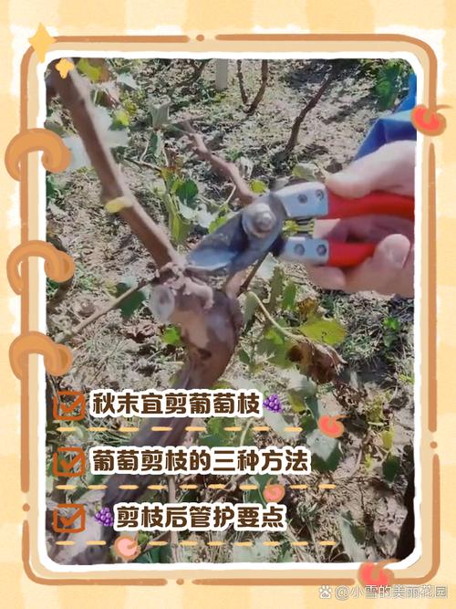 葡萄树扦插成活几年结果？葡萄扦插苗几年可挂果