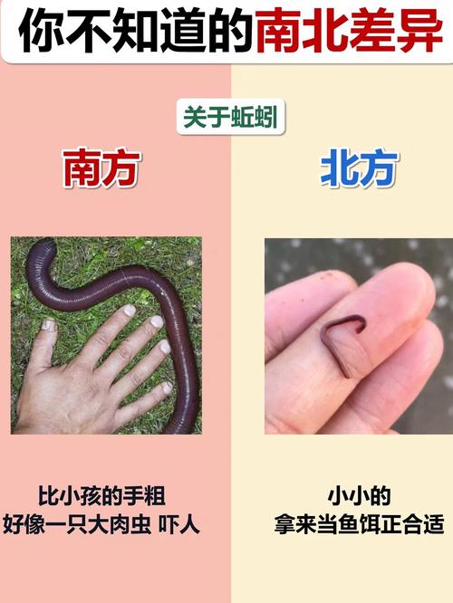 蚯蚓的前端和后端怎样区分？蚯蚓的前端和后端怎样区分视频
