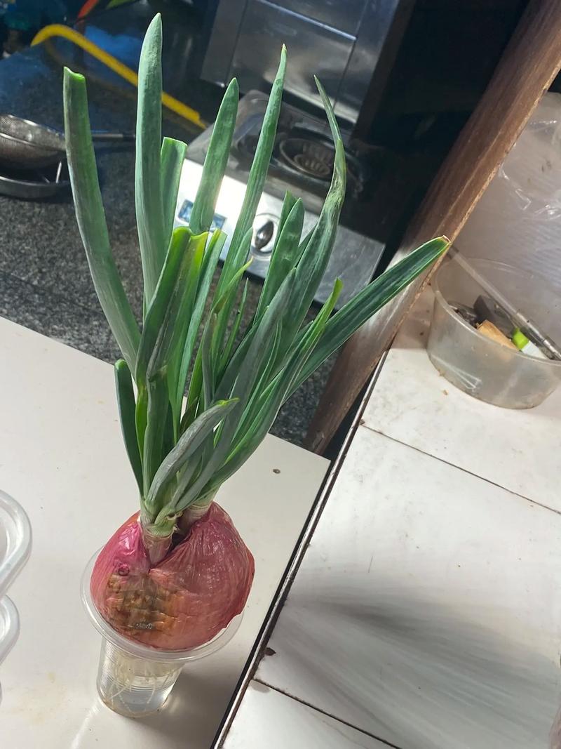 发芽的洋葱可以吃吗会不会有毒？发芽的洋葱可以吃吗会不会有毒素