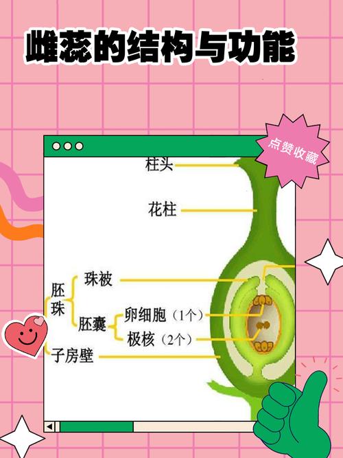 请问雌蕊是产生什么的结构呢？雌蕊的结构模式图