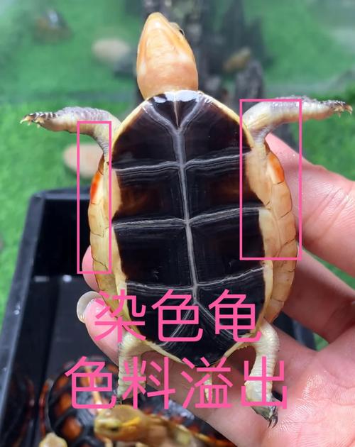 黄缘龟怎么那么贵？黄缘 龟