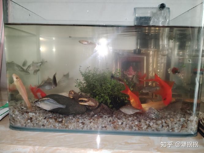 30cm小缸养什么鱼？30cm的缸养多少小鱼