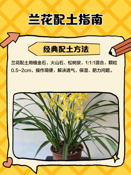 君子兰的土能种兰花吗？君子兰的土能种兰花吗怎么种