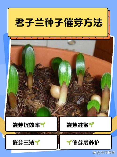 君子兰的土能种兰花吗?君子兰的土能种兰花吗怎么种