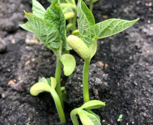 豆角生长的最佳温度是几度呢？豆角生长的最佳温度是几度呢视频