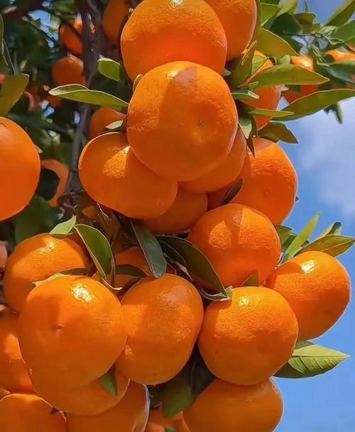 橘子成熟的样子像什么？橘子成熟的样子像什么东西