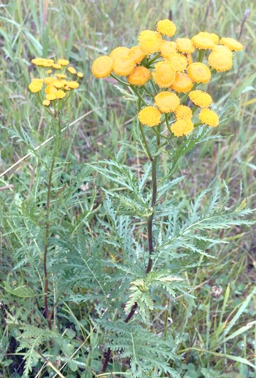 菊科植物用什么农药除草?菊科植物入药的有哪些