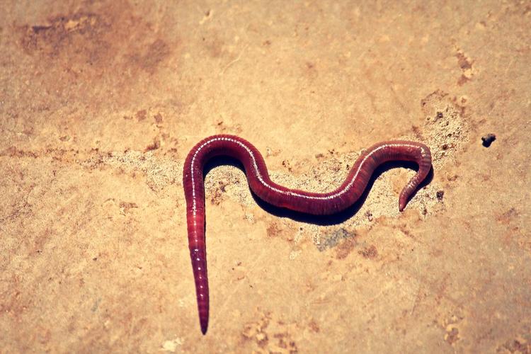 蚯蚓在水里会不会淹死？蚯蚓放水里能活多久