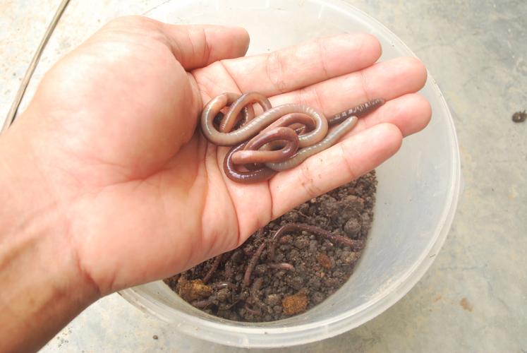 蚯蚓在水里会不会淹死?蚯蚓放水里能活多久