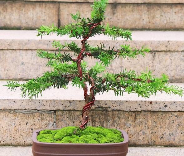 盆栽红豆杉好养不好养？盆栽红豆杉好养不好养活