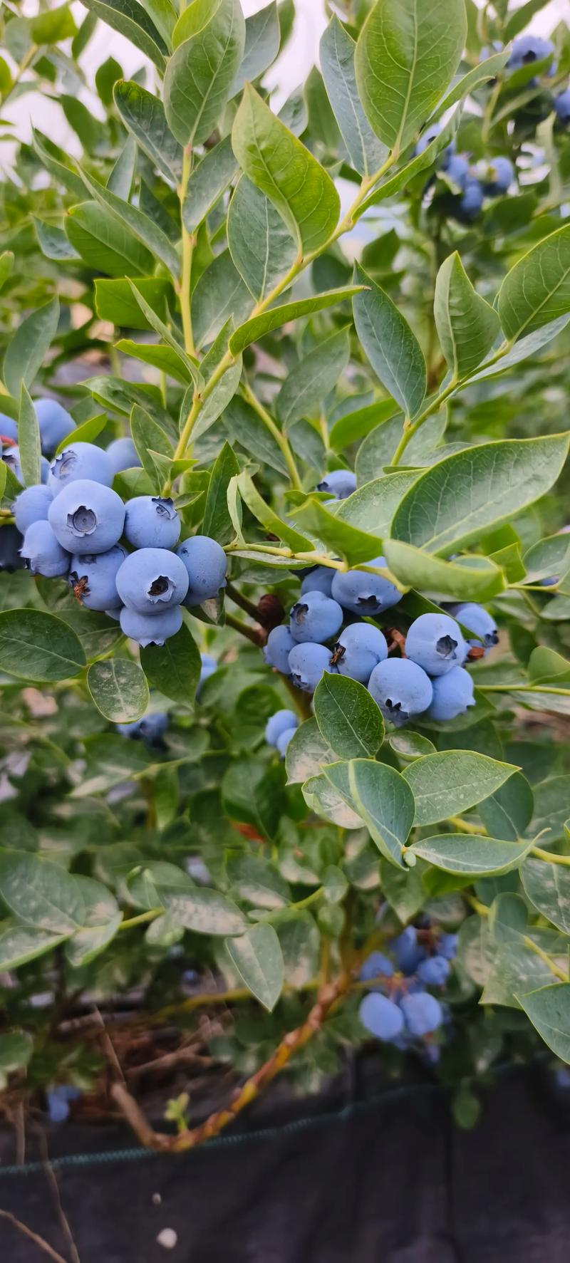 蓝莓适合在哪里种植？蓝莓适合种植的地方