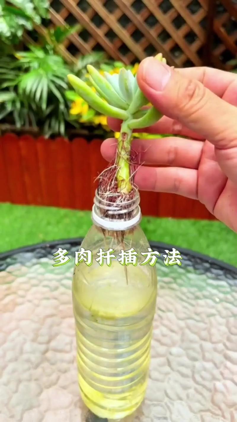 刚扦插的植物要浇水吗？刚扦插的植物要浇水吗为什么