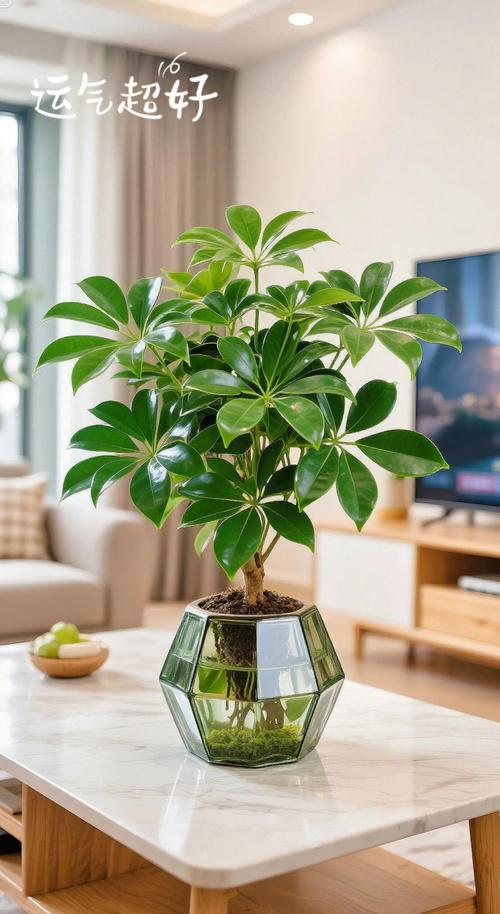 七叶莲的叶子发黑是什么原因？七叶莲叶子蔫了下垂