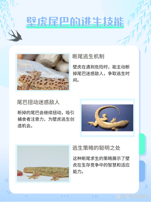 小壁虎为什么还会有尾巴?小壁虎最后为什么有尾巴了呢