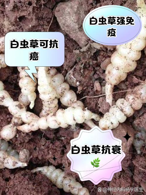 什么草药放在书柜里能驱虫呢？放在书里面防虫的是什么草