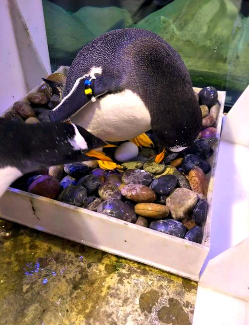 企鹅一般在几月份产卵？企鹅一般在几月份产卵?626