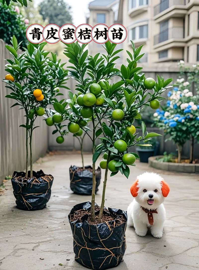 橘子树苗幼苗期怎么养？橘子树苗怎么种成活率高