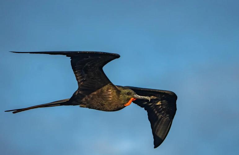 军舰鸟是什么样的？军舰鸟的图片大全