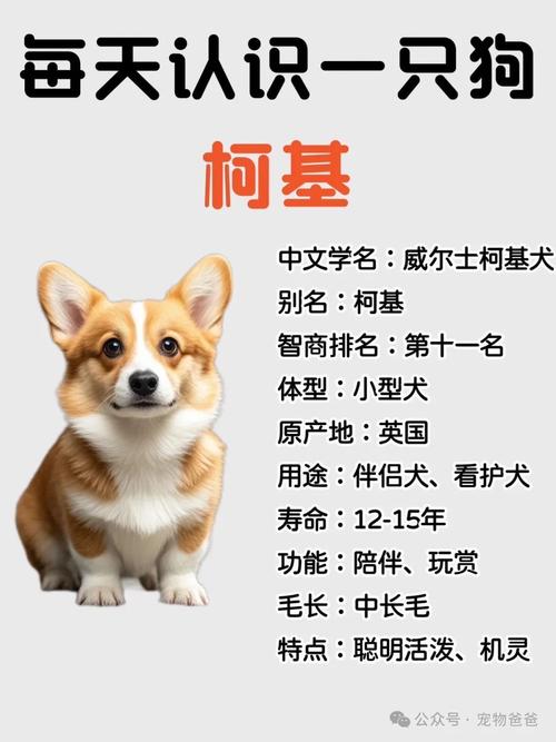 柯基犬都要打什么针疫苗？柯基犬打疫苗多少钱一支