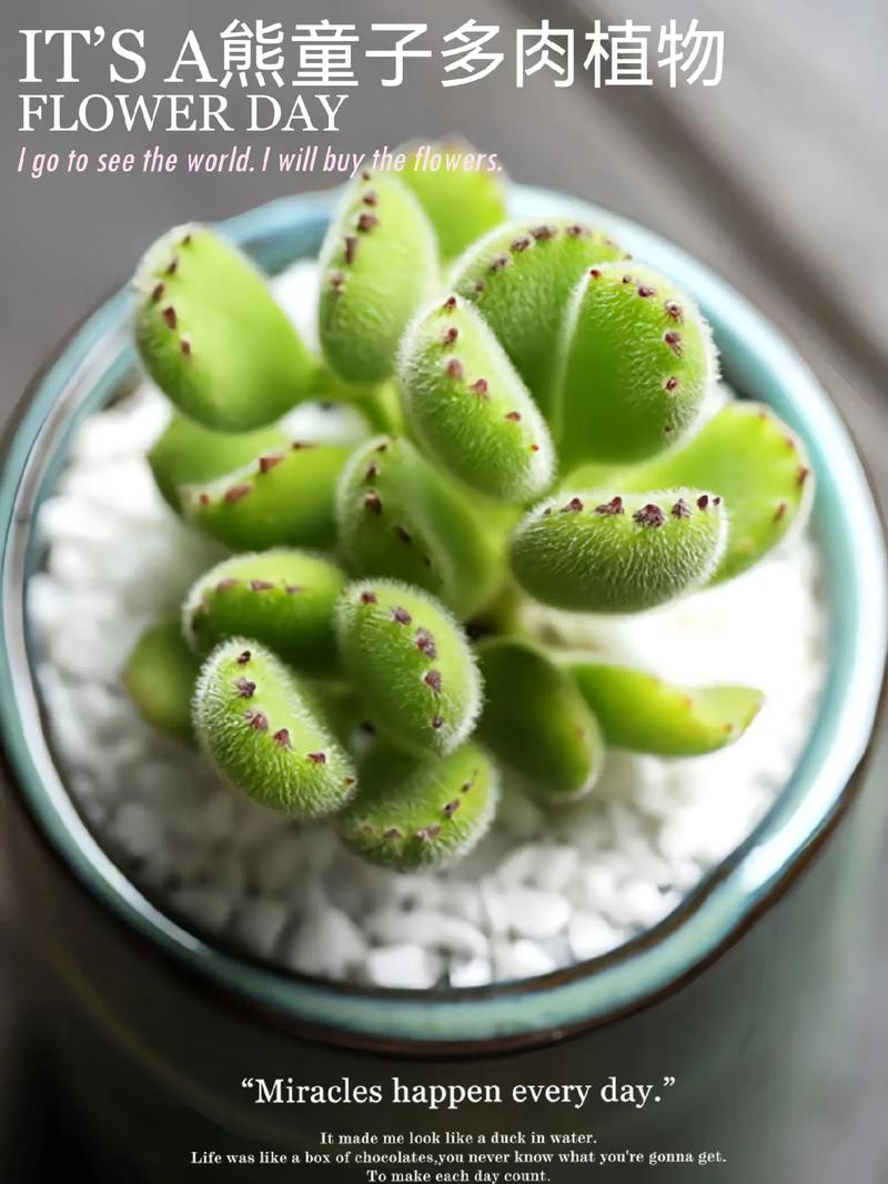 多肉植物熊童子的作用？多肉熊童子有几个品种