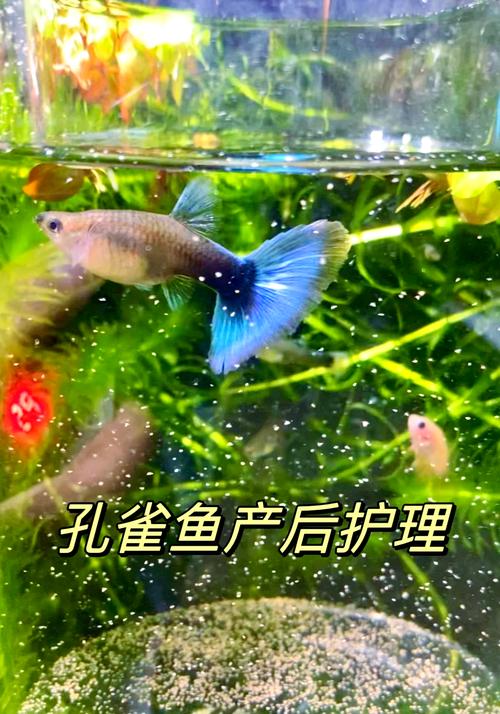 孔雀鱼用高锰酸钾治疗用量及时间？孔雀鱼怎么用高锰酸钾