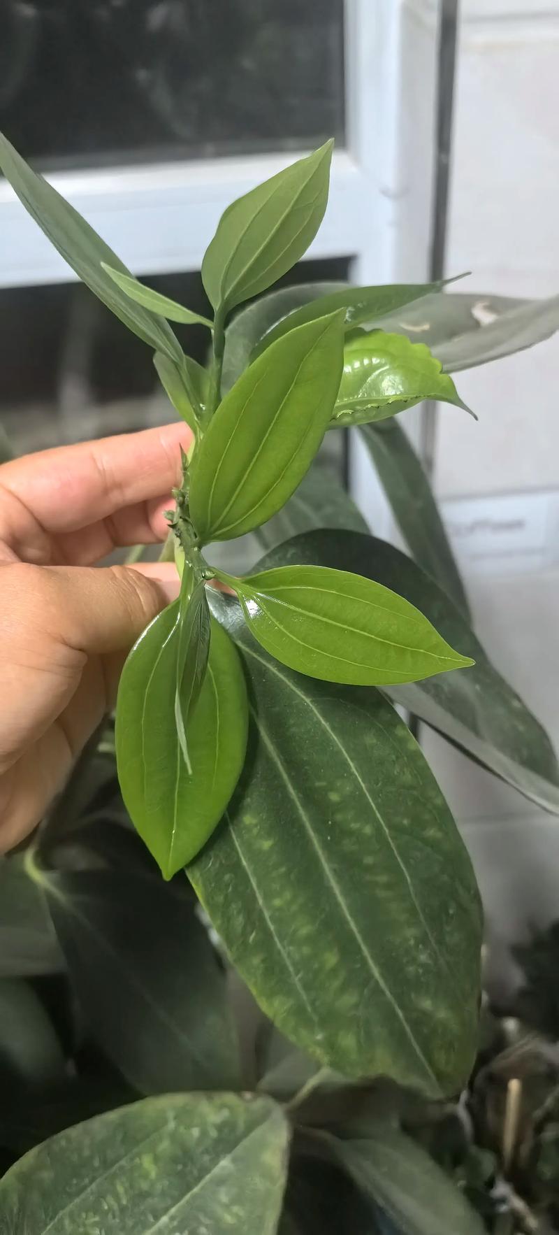 平安树几月份长新叶？平安树啥时候发芽长叶