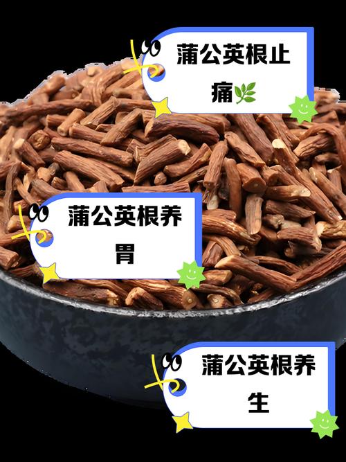 蒲公英根炒熟好还是生的好吃？蒲公英根炒熟好还是生的好吃呢