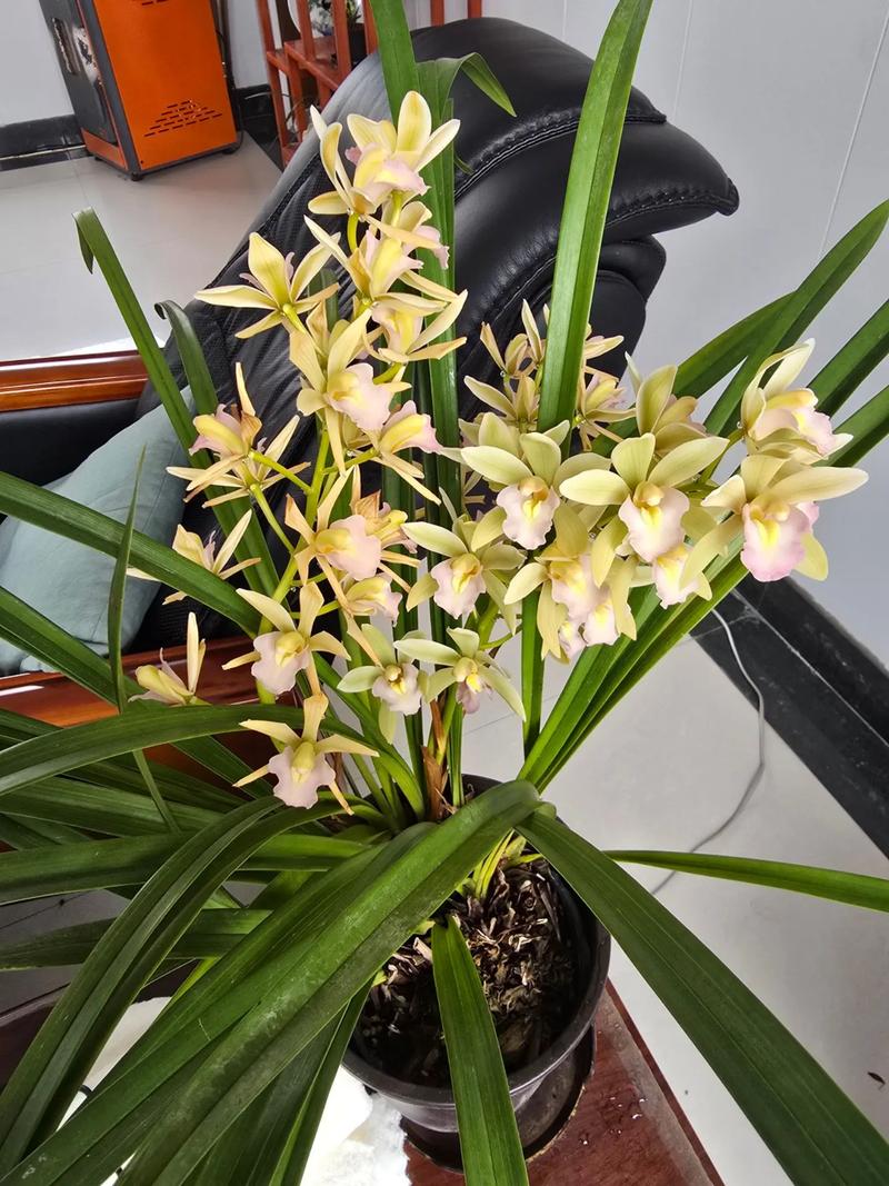 兰花冬季会开花吗？兰花冬天会开花吗?