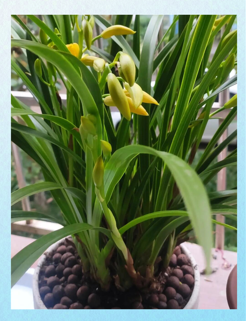 兰花冬季会开花吗?兰花冬天会开花吗?