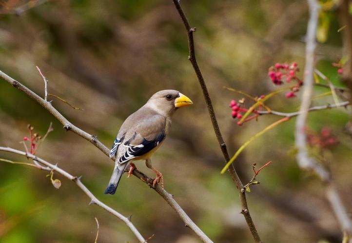 蜡嘴鸟喂什么饲料最好？蜡嘴鸟吃啥食