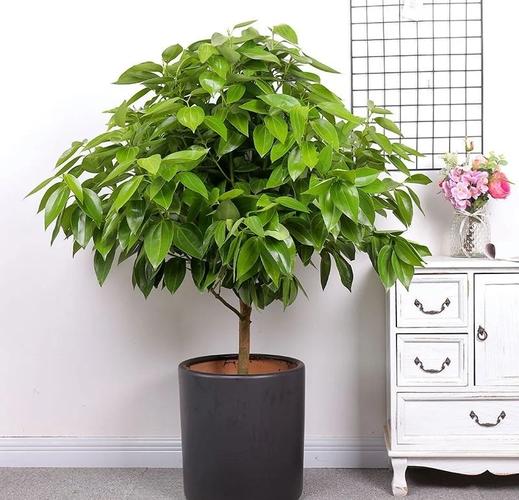 平安树要几月开花结果？平安树什么时候开花结果