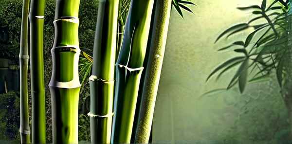 修仙界十大神竹是什么树