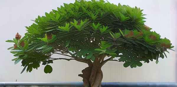 十大凶树什么地收购楸树