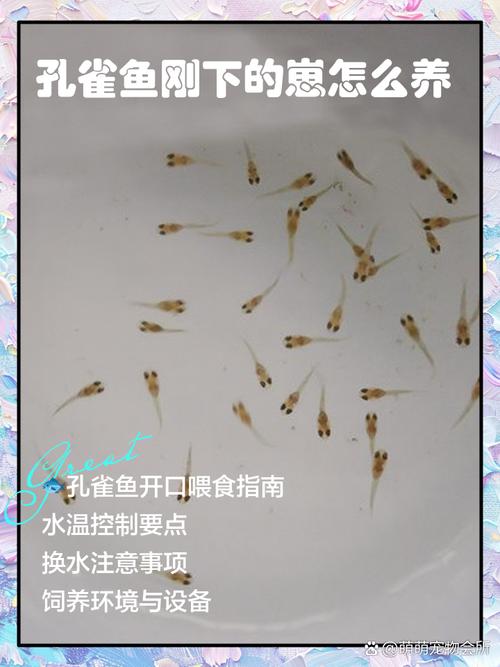 孔雀鱼幼苗如何分公母？孔雀鱼幼苗怎么分公母