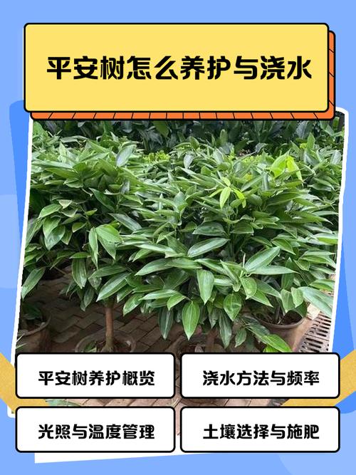 平安树怎么松土换盆？平安树怎么松土换盆视频