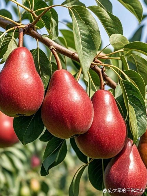 秋天有什么水果是什么颜色的？秋天都有什么水果成熟,它们是什么颜色?