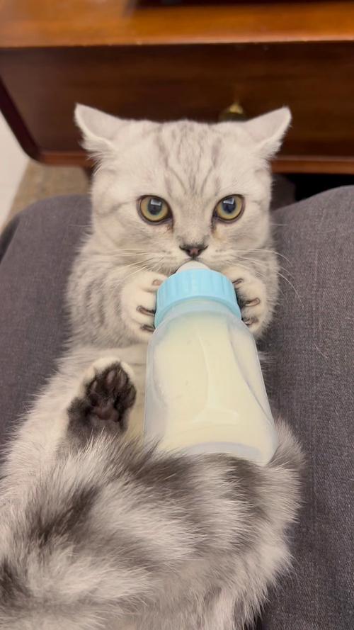 小猫咪能喝ad钙吗？幼猫可以喝ad钙吗