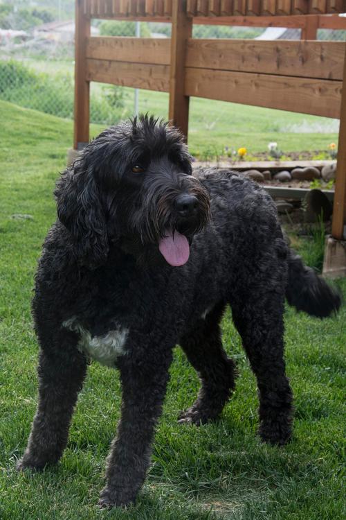 巨型泰迪多大就不会长了？巨型泰迪多久能长大