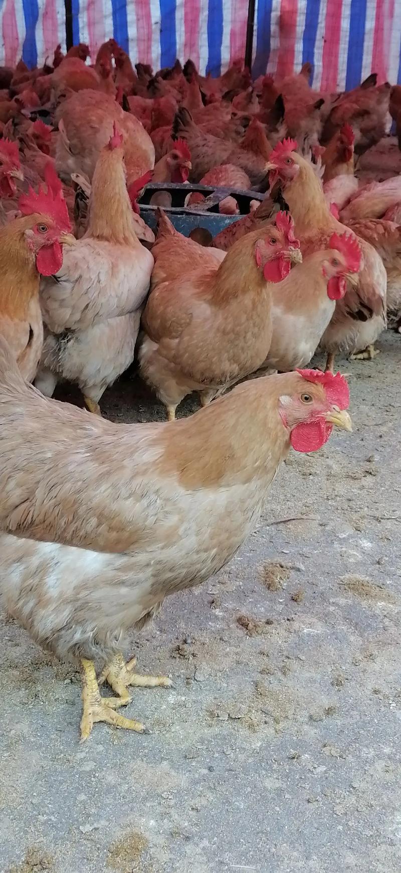 请问山鸡好养吗怎么养?请问山鸡好养吗怎么养的