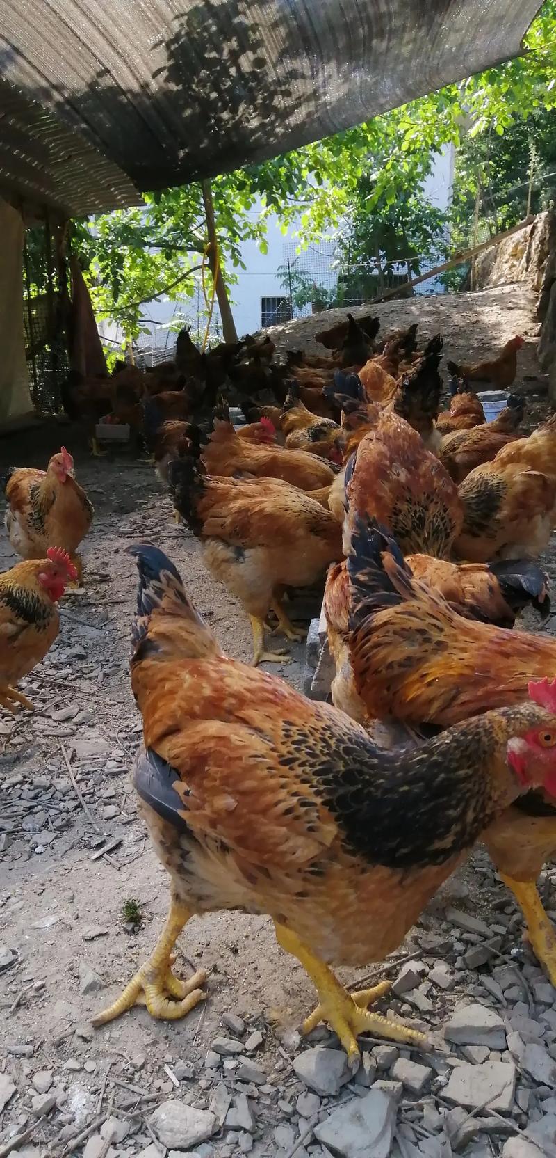 请问山鸡好养吗怎么养?请问山鸡好养吗怎么养的