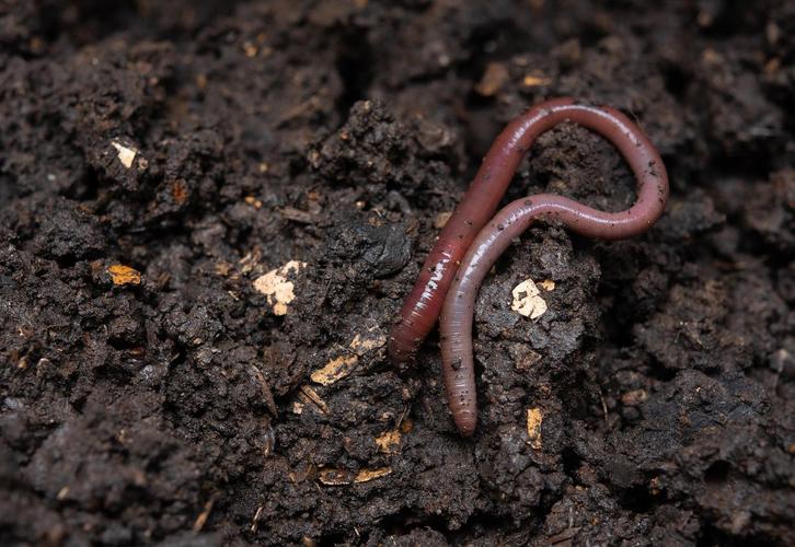 蚯蚓喜欢什么样的土质？蚯蚓喜欢什么什么的环境?