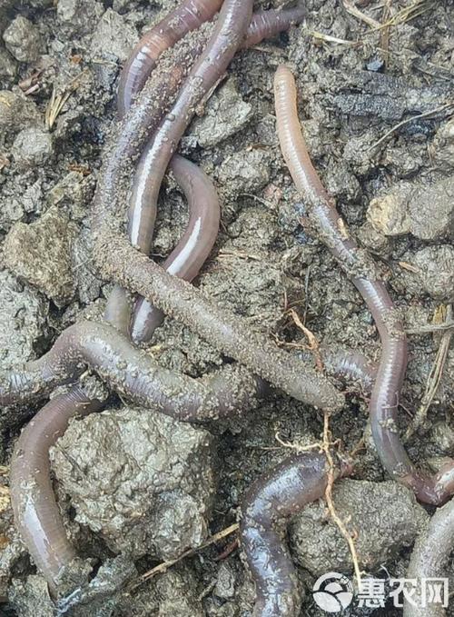 蚯蚓喜欢什么样的土质?蚯蚓喜欢什么什么的环境?